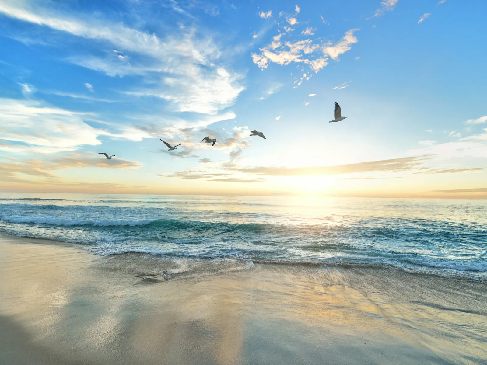 Birds over the shoreline at dawn